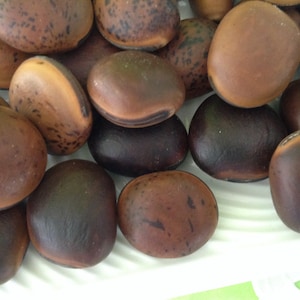 Sea Beans - Mucuna - Ojo de Buey -  Drift seeds - Ox Eye Seeds - Natural - Surf tumbled - Hawaiian seeds