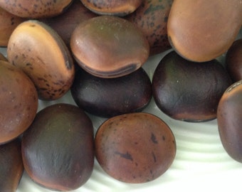 Sea Beans - Mucuna - Ojo de Buey -  Drift seeds - Ox Eye Seeds - Natural - Surf tumbled - Hawaiian seeds