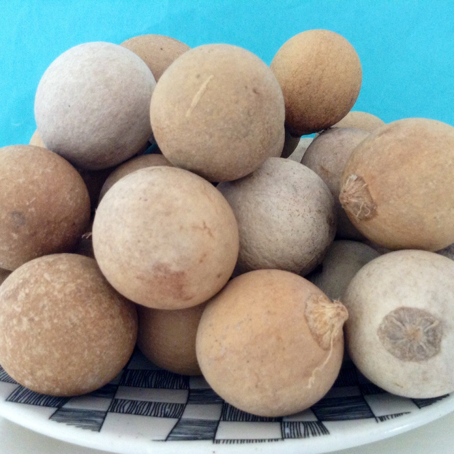 Sea Beans Drift seeds Kamani seeds True Kamani Etsy