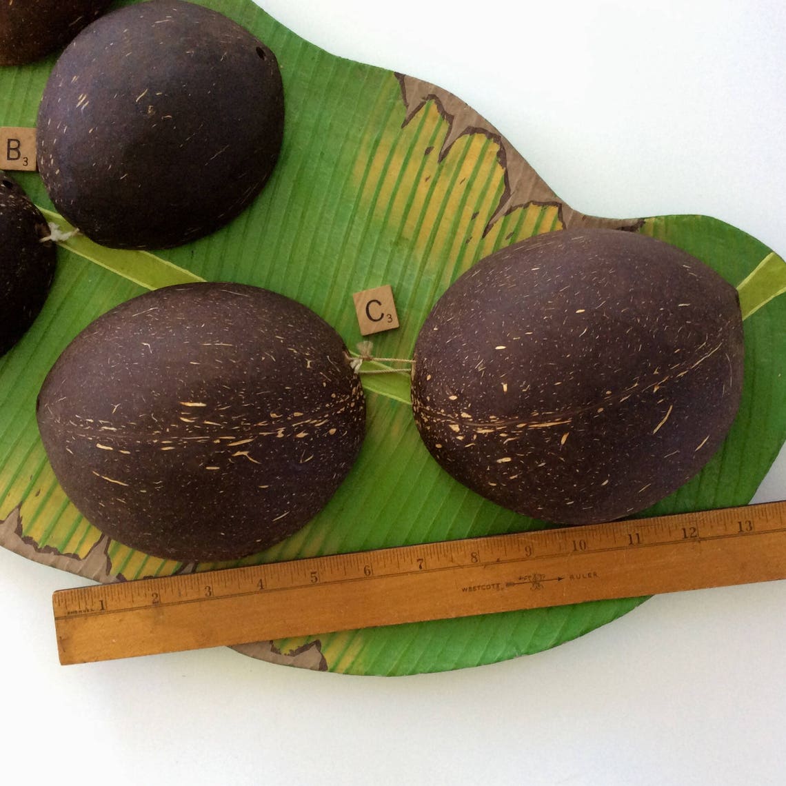 Coconuts Luau Bra DIY Tahitian Costume Hula Supply Etsy