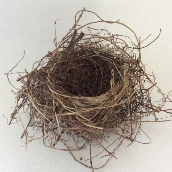 Bird - Nest - Spring Birds - real bird nest - science fair - bird baby shower - Photo Prop - wildlife display - photo prop - nature crafts