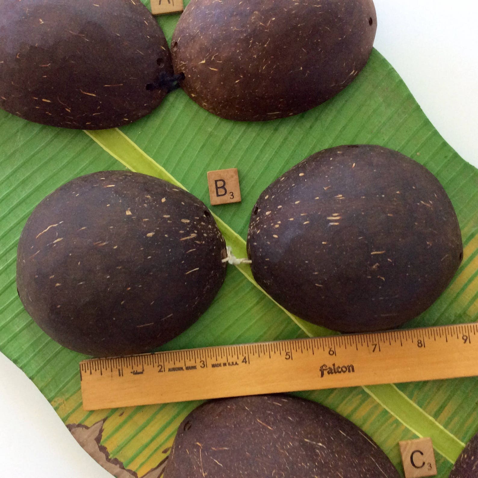 Coconuts Luau Bra DIY Tahitian Costume Hula Supply Etsy