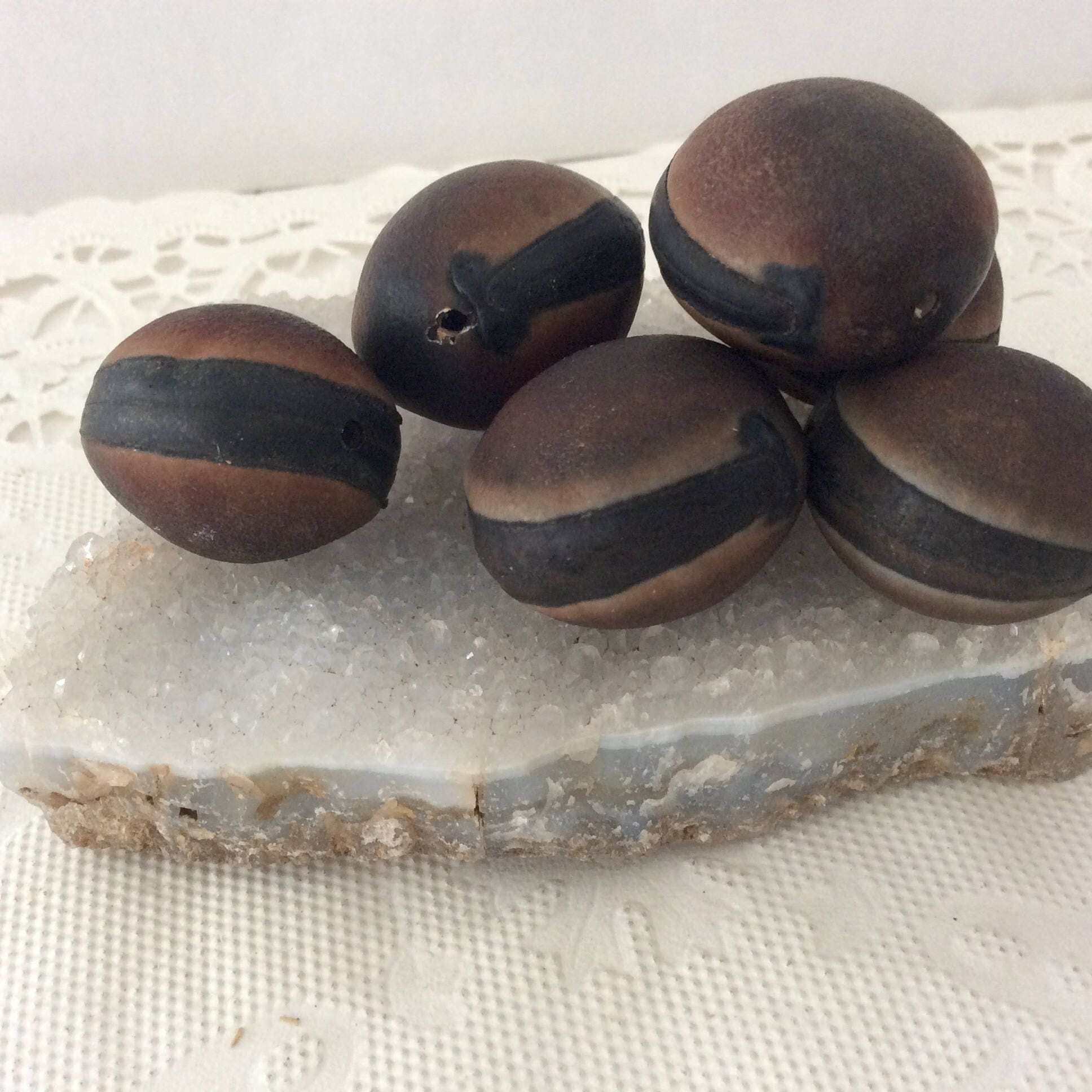 Ojo de Buey Natural Hawaii drilled sea beans hamburger