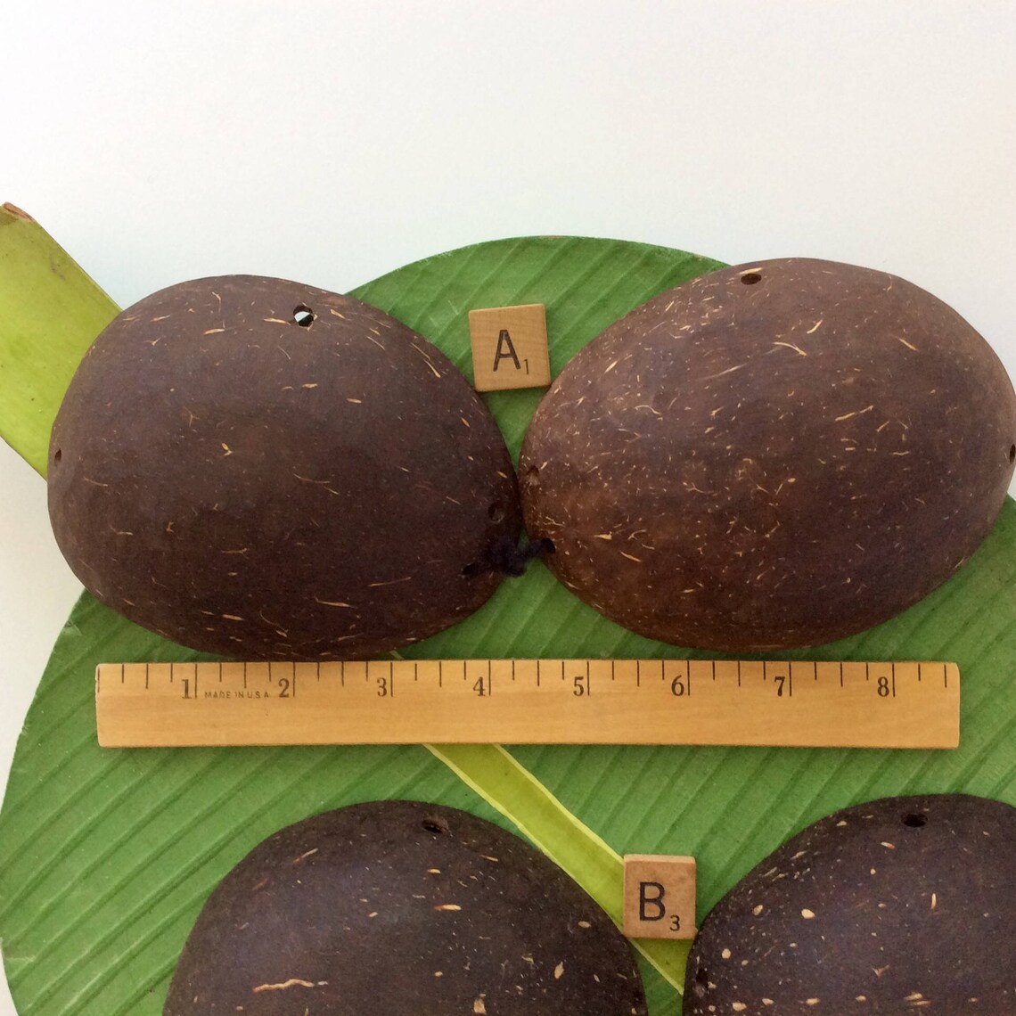 Coconuts Luau Bra DIY Tahitian Costume Hula Supply Etsy