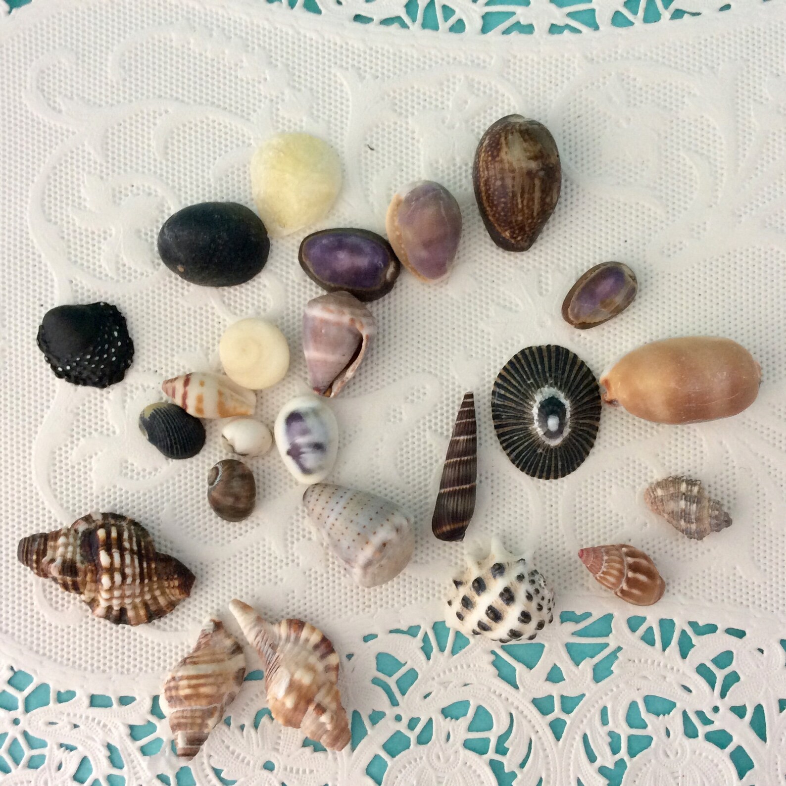 Seashells from Hawaii Shell Collector Gift 24 specimens Etsy