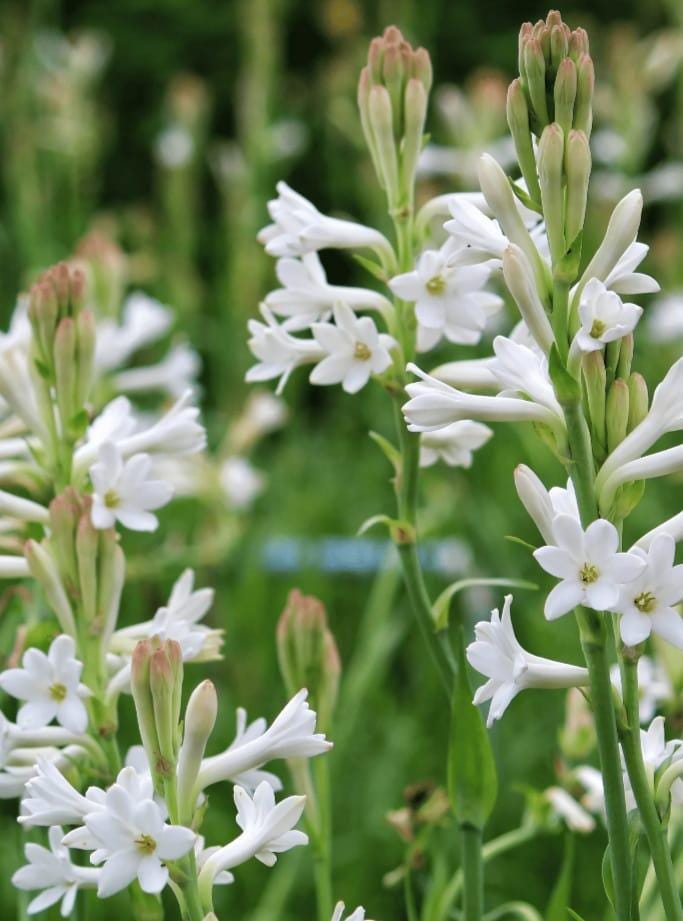 Rajnigandha tuberose Bulbs For Planting Fragrant White Flower Plant rajnigandha-tuberose-bulbs-for-planting-fragrant-white-flower-plant