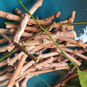 以下が含まれることがあります： 茶色とベージュの木の枝と緑色の茎のコレクション。クラフトや装飾用かもしれません。枝は長さと太さが異なり、小さな芽が付いているものもあります。画像はティール色の背景で、左下に「Aradhya E」の文字があります。