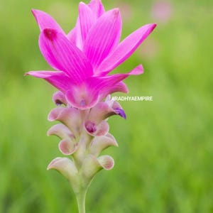 Peut inclure: Une fleur de tulipe siamoise rose vif avec des pétales superposés et une tige verte. La fleur présente une structure distincte avec des bractées supérieures pointues et des bractées inférieures incurvées. Le texte ARADHYAEMPIRE est imprimé en blanc.