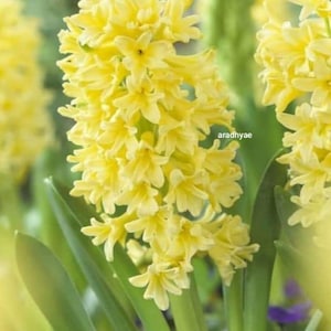 Könnte beinhalten: Eine leuchtend gelbe Hyazinthenblüte mit zahlreichen kleinen, sternförmigen Blütenblättern, die dicht an einem zentralen Stängel sitzen, begleitet von langen, glatten grünen Blättern. Der Text aradhyae ist rechts am Stängel zu sehen.