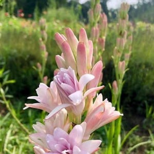 Puede incluir: Primer plano de un grupo de flores de nardo rosas y blancas en plena floración. Las flores tienen múltiples capas de pétalos y están rodeadas de follaje verde. La imagen está tomada al aire libre con luz natural.