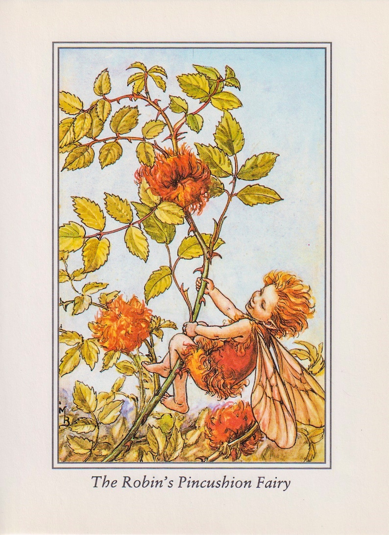 The Elderberry /& Robin/'s Pincushion Fairy Cicely Mary Barker Flower Fairies of the Autumn Vintage book page Nursery Decor