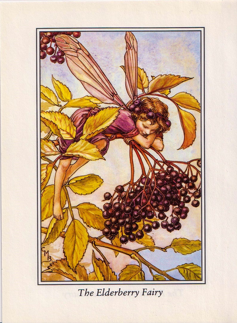 The Elderberry /& Robin/'s Pincushion Fairy Cicely Mary Barker Flower Fairies of the Autumn Vintage book page Nursery Decor