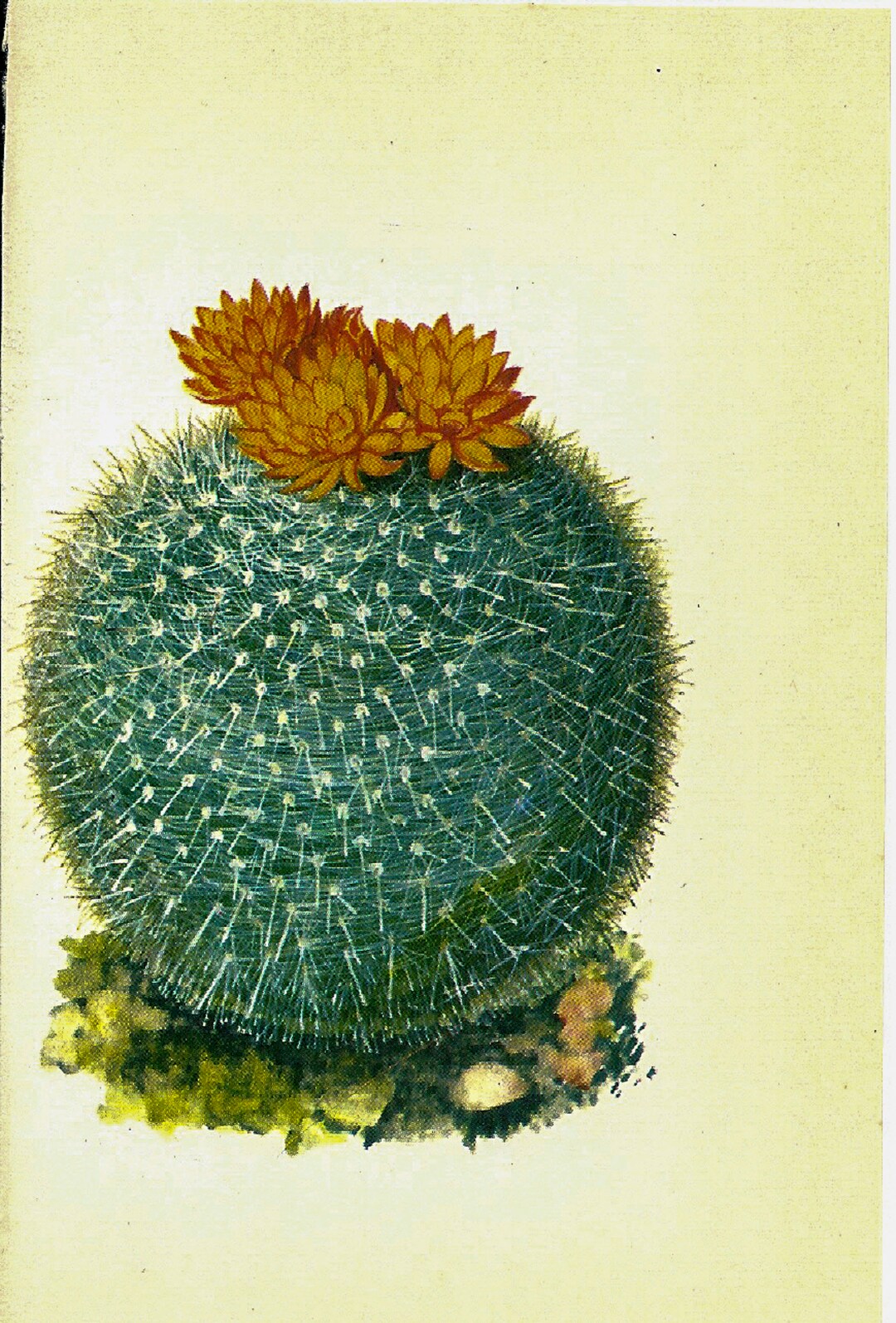 Scarlet Ball Cactus Brazil 1970s Vintage Color Botanical Etsy