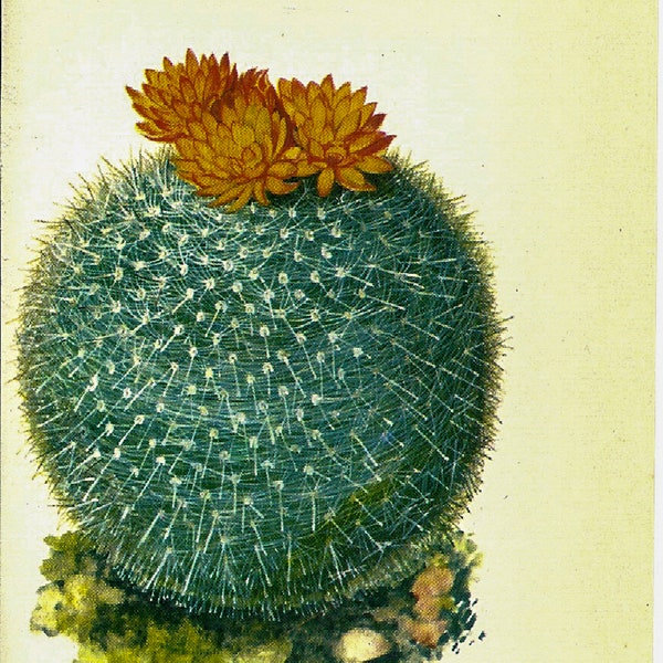 Scarlet Ball Cactus, Brazil [1970s] Vintage color botanical book page 4x6"