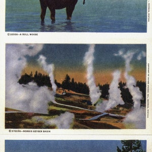 Yellowstone Park Vintage Hayne's Souvenir Folder [c.1958] 16 Full-color ...