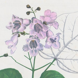 Vintage botanical art book page &quot;Catalpa&quot; [Catalpa] Half century old medicinal flower / herb artwork