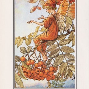 The Mountain Ash Fairy Cicely Mary Barker Flower Fairies of the Autumn Vintage book page