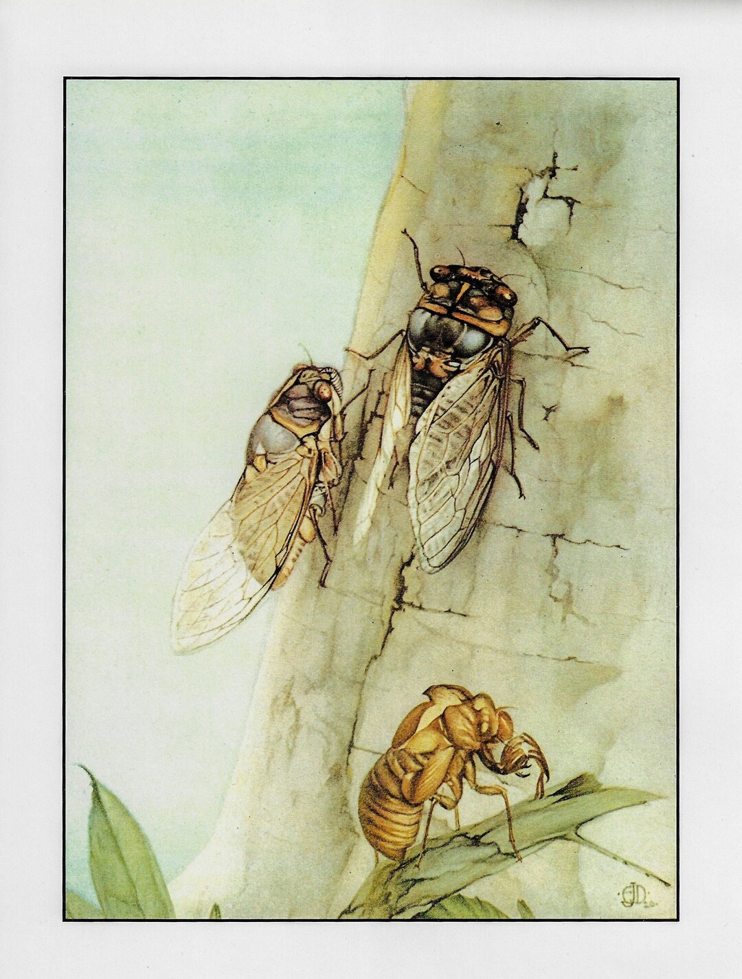 Edward Julius Detmold [1921] 