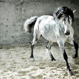 Andalusian Horse Photography: Dapple Grey Equine Art Print