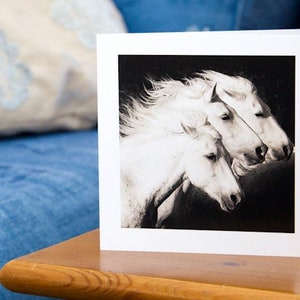 TRIO, Chevaux blancs, Camargue, carte d'art, carte de voeux chevaux, photographie équine, noir et blanc