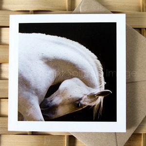 Carte d'art équin, THE ARTIST, cheval lipizzan, carte de voeux, photographie de cheval,