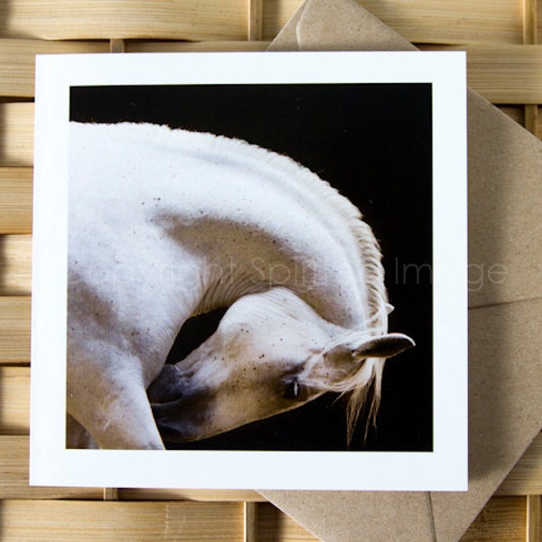 Equine Art Card, THE ARTIST, Lipizzaner Horse, Greeting card, Horse photography,