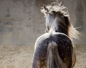 Andalusian Horse Print, SPIRO, Dapple Grey, Art Print, Wall Decor, Equine Art, Horse photography
