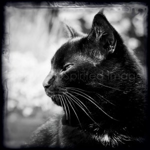BLACK CAT, Photographic print, Halloween, Good Luck, Magical friend, black and white photography