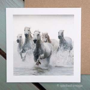Carte de voeux cheval SUNRAYS 2, chevaux camarguais, carte d'art, photographie équine, équitation nautique