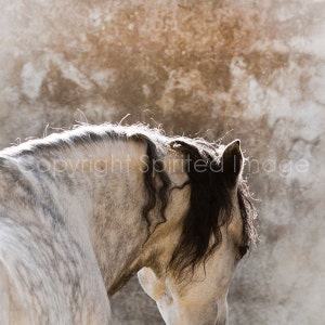 Horse Art - MARCO - Andalusian Horse  FineArt Print - Wall Decor, Equine Photography, Rustic.