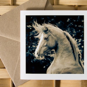 Carte de voeux cheval CHEVALIER, portrait d'action de cheval arabe, carte d'art, photographie équine.