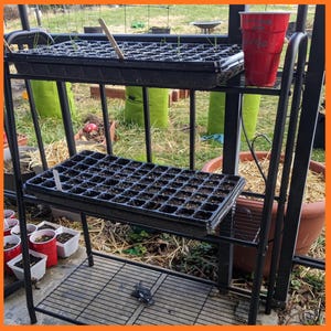 May include: A black metal plant stand with two shelves, each holding a black plastic seed starting tray. A red plastic cup sits on the top shelf. The stand is outdoors, with other pots and plants visible in the background.