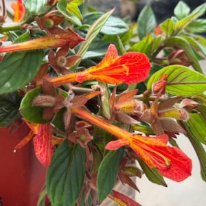 May include: Close-up of a flowering plant with vibrant red and yellow tubular flowers. The plant has green leaves with red veins and is in a red pot. The image highlights the plant's colorful blooms and foliage.