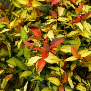May include: Close-up of a vibrant plant with variegated leaves. The leaves display a mix of colors, including green, yellow, and red. The plant's foliage is dense, creating a textured and visually appealing display.