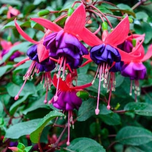 May include: A cluster of fuchsia flowers featuring vibrant hot pink sepals and deep purple ruffled petals. The blossoms hang downward with long, thin stamens extending from the center, surrounded by dark green leaves on thin reddish stems.