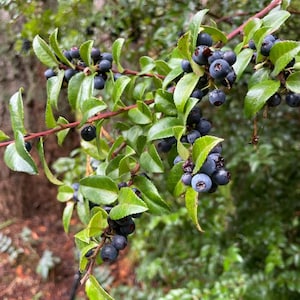 Set of 2 Wild Huckleberry Live Plant - 3-6" Tall - 3" Pot - Vaccinium spp. - Native Edible Berry Shrub for Woodland & Shade Gardens