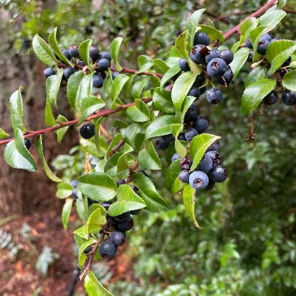 Set of 2 Wild Huckleberry Live Plant - 3-6" Tall - 3" Pot - Vaccinium spp. - Native Edible Berry Shrub for Woodland & Shade Gardens