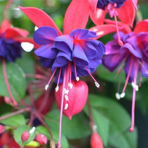 May include: Close-up of vibrant fuchsia flowers with a mix of red, purple, and white. The flowers have a unique shape with long stamens and a heart-shaped bud. Green leaves provide a natural backdrop.