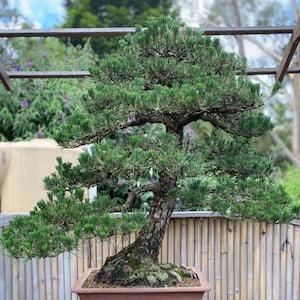 May include: A meticulously crafted bonsai tree with vibrant green foliage and a textured, dark brown trunk. The tree is planted in a rectangular, reddish-brown pot. The background includes a bamboo fence and lush greenery.