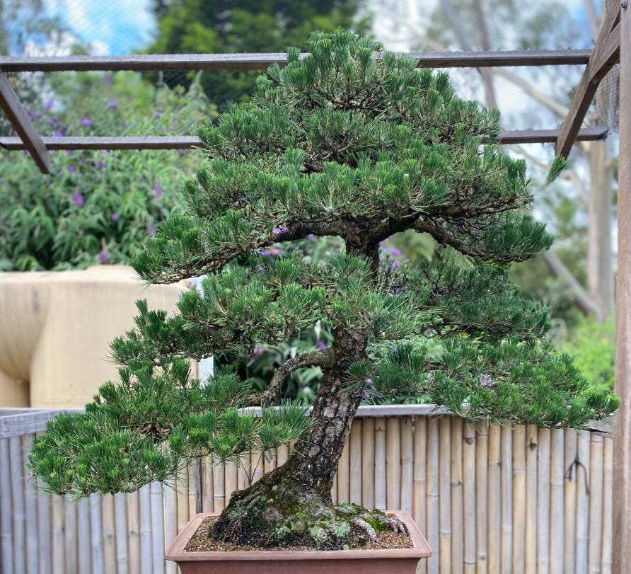 Zen Garden With Bonsai - Etsy