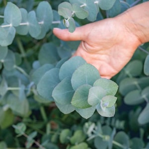 May include: A cluster of eucalyptus branches featuring rounded, silvery-green leaves arranged in an opposite pattern along thin, light-colored stems. The foliage displays a matte texture and a cool-toned, muted green color palette throughout the plant.