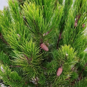 May include: A rustic wooden sign with the text "Welcome to our home" in white lettering. The sign features a distressed finish and a simple, inviting design, perfect for a front porch or entryway.