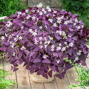 May include: A potted plant with deep purple, triangular leaves and small white flowers. The plant is in a cream-colored pot and sits on a wooden surface. The plant's leaves have a butterfly-like shape.
