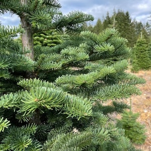 May include: Close-up of a vibrant green fir tree with soft needles. The image showcases the tree's texture and color, with a blurred background of other fir trees and a cloudy sky. The tree is a natural element.