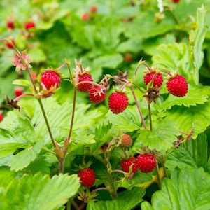 May include: Close-up of wild strawberries with bright red berries and green leaves. The berries are small and round, growing on slender stems. The leaves are a vibrant green, creating a lush backdrop. The image captures the natural beauty of the plant.