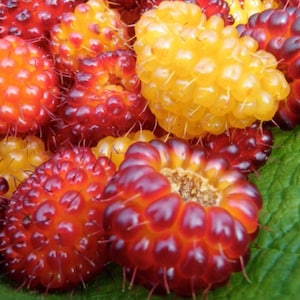 Salmonberry Live Plant - 2-5" Tall - Rubus spectabilis - Native Edible Berry Shrub for Woodland Gardens, Landscapes & Wildlife Habitat