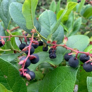 May include: Close-up of a plant branch with dark blue berries and green leaves. The berries are clustered along reddish stems, contrasting with the vibrant green foliage. The image highlights the natural textures and colors of the plant.
