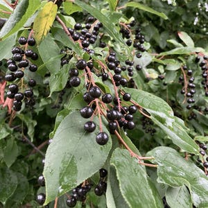 Chokecherry Live Plant - 5-8" Tall - 5" Pot - Prunus virginiana - Native Fruit Shrub for Garden, Wildlife & Landscape
