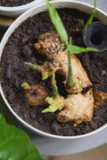 Organic Ginger Rhizomes for Planting | Fresh Seed Ginger Root, Zingiber officinale Ceylon product logo