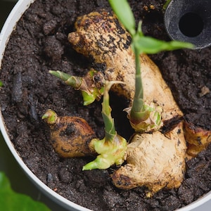 Biologische gemberwortelstokken voor opplant | Vers zaad, gemberwortel, Zingiber officinale Ceylon